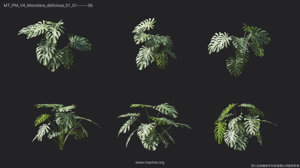 Maxtree Plant Models Vol 4 - Mesh