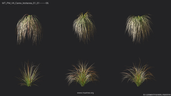 Maxtree Plant Models Vol 4 - Mesh