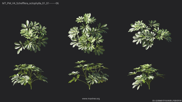 Maxtree Plant Models Vol 4 - Mesh