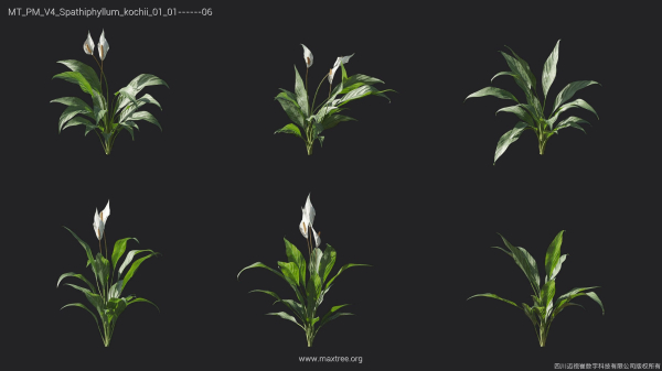 Maxtree Plant Models Vol 4 - Mesh