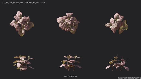 Maxtree Plant Models Vol 4 - Mesh