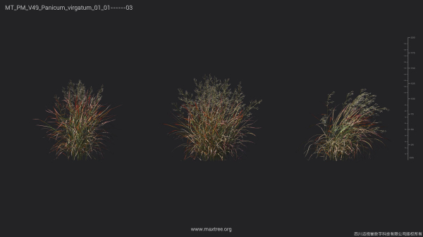 Maxtree Plant Models Vol 49 - Mesh