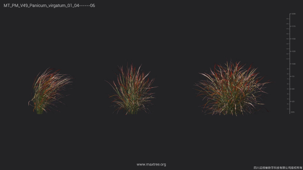 Maxtree Plant Models Vol 49 - Mesh