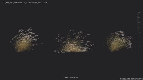 Maxtree Plant Models Vol 49 - Mesh