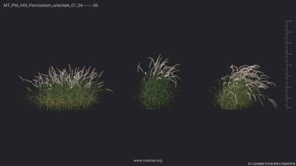 Maxtree Plant Models Vol 49 - Mesh