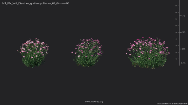 Maxtree Plant Models Vol 49 - Mesh