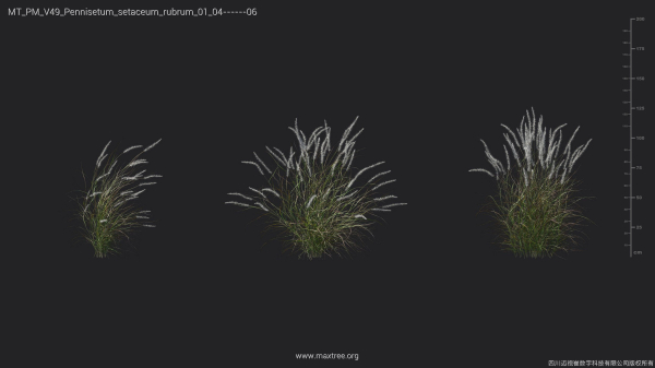 Maxtree Plant Models Vol 49 - Mesh