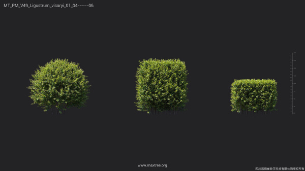 Maxtree Plant Models Vol 49 - Mesh