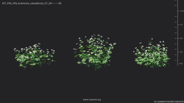 Maxtree Plant Models Vol 49 - Mesh