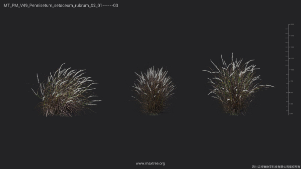 Maxtree Plant Models Vol 49 - Mesh