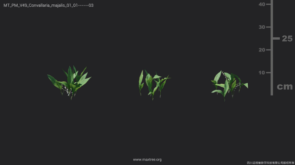 Maxtree Plant Models Vol 49 - Mesh