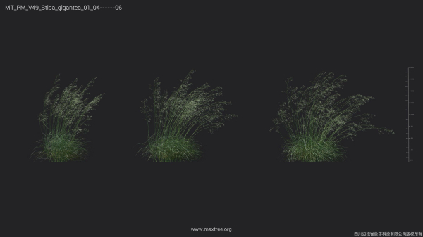 Maxtree Plant Models Vol 49 - Mesh