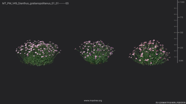 Maxtree Plant Models Vol 49 - Mesh