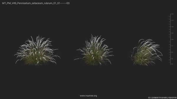 Maxtree Plant Models Vol 49 - Mesh