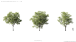 Maxtree Plant Models Vol 5 - Mesh