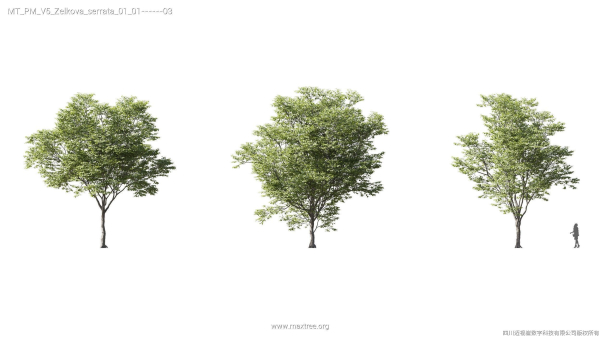 Maxtree Plant Models Vol 5 - Mesh