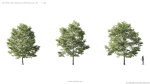 Maxtree Plant Models Vol 5 - Mesh