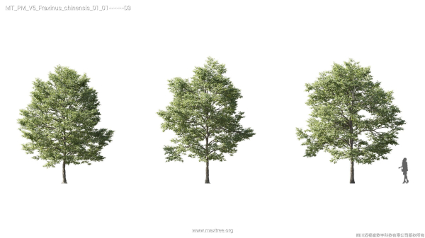 Maxtree Plant Models Vol 5 - Mesh