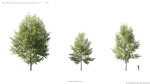 Maxtree Plant Models Vol 5 - Mesh