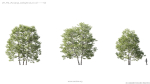 Maxtree Plant Models Vol 5 - Mesh