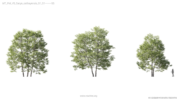 Maxtree Plant Models Vol 5 - Mesh