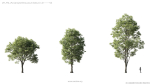 Maxtree Plant Models Vol 5 - Mesh