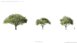 Maxtree Plant Models Vol 5 - Mesh
