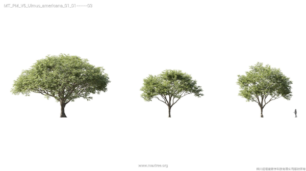 Maxtree Plant Models Vol 5 - Mesh