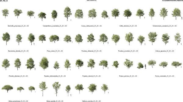 Maxtree Plant Models Vol 5 - Mesh