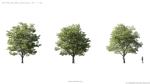 Maxtree Plant Models Vol 5 - Mesh