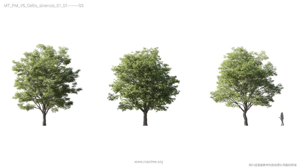 Maxtree Plant Models Vol 5 - Mesh
