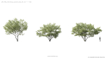 Maxtree Plant Models Vol 5 - Mesh