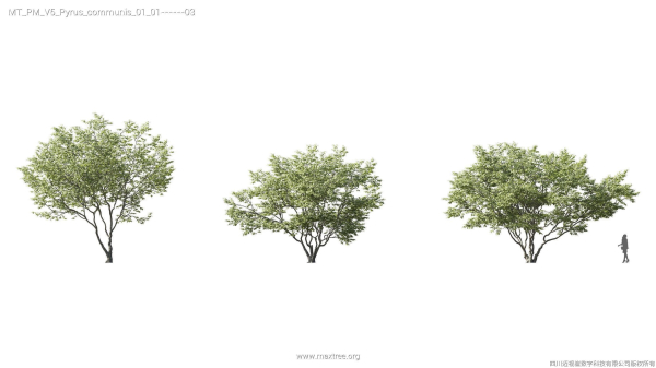 Maxtree Plant Models Vol 5 - Mesh