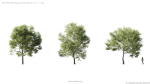 Maxtree Plant Models Vol 5 - Mesh