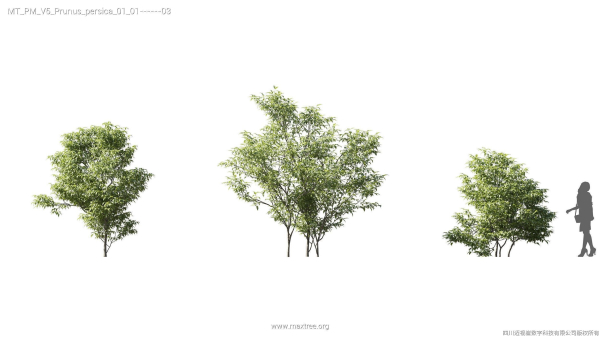 Maxtree Plant Models Vol 5 - Mesh