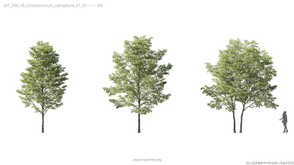 Maxtree Plant Models Vol 5 - Mesh