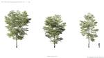 Maxtree Plant Models Vol 5 - Mesh