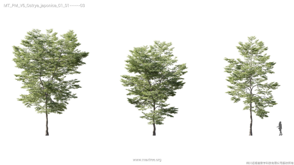 Maxtree Plant Models Vol 5 - Mesh