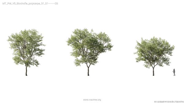 Maxtree Plant Models Vol 5 - Mesh