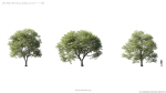 Maxtree Plant Models Vol 5 - Mesh
