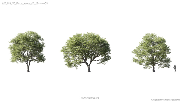 Maxtree Plant Models Vol 5 - Mesh