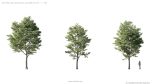 Maxtree Plant Models Vol 5 - Mesh