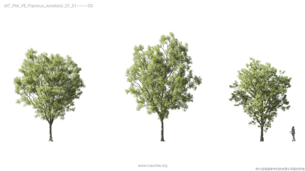 Maxtree Plant Models Vol 5 - Mesh