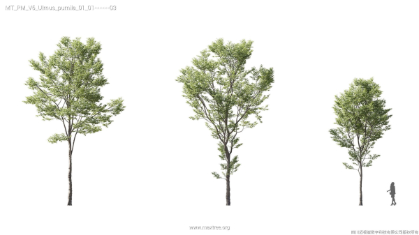 Maxtree Plant Models Vol 5 - Mesh
