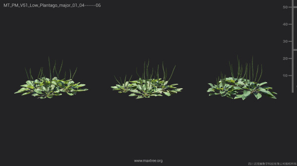 Maxtree Plant Models Vol 51 Low Poly - Mesh