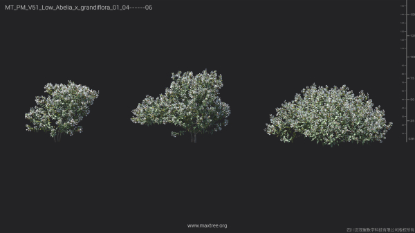 Maxtree Plant Models Vol 51 Low Poly - Mesh