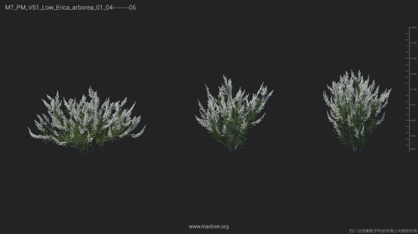 Maxtree Plant Models Vol 51 Low Poly - Mesh