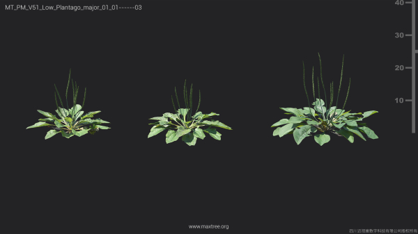 Maxtree Plant Models Vol 51 Low Poly - Mesh