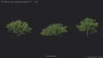 Maxtree Plant Models Vol 51 Low Poly - Mesh