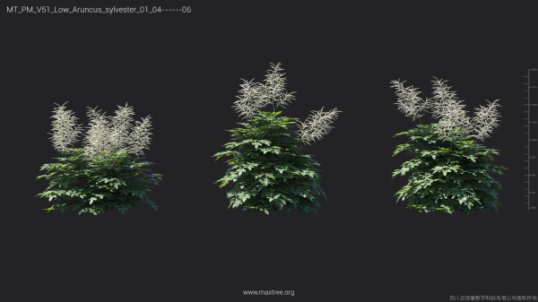Maxtree Plant Models Vol 51 Low Poly - Mesh